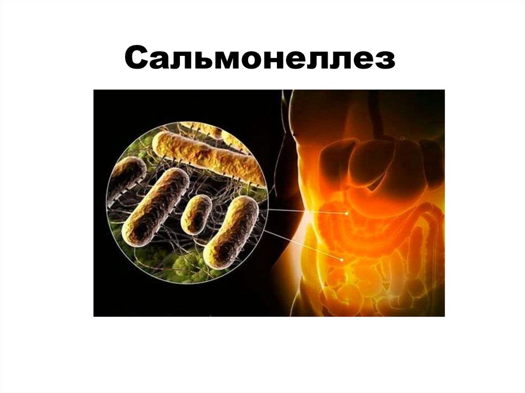 Внимание! Сальмонеллез.