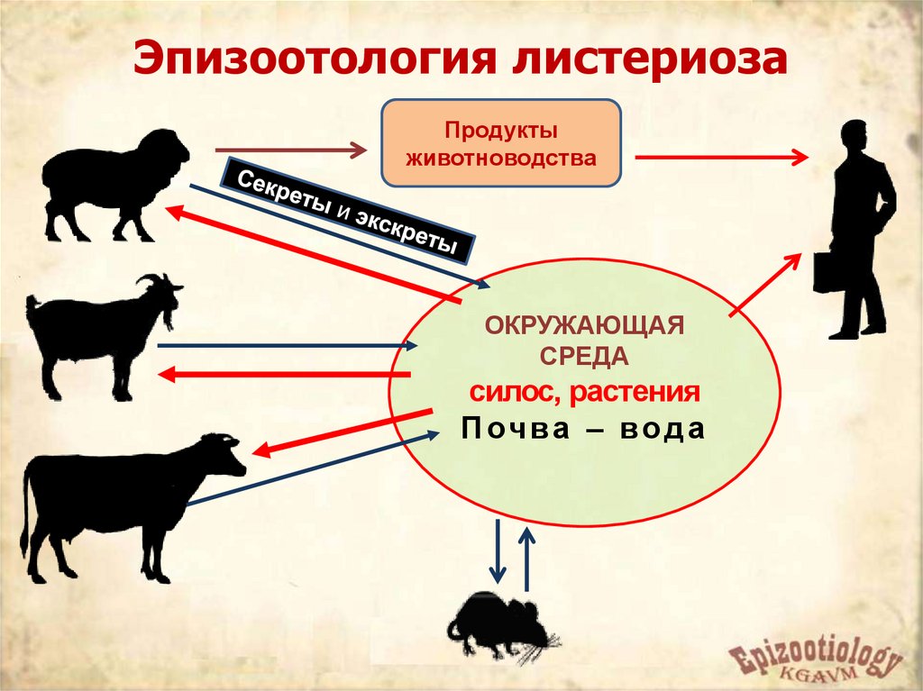 Профилактика листериоза.